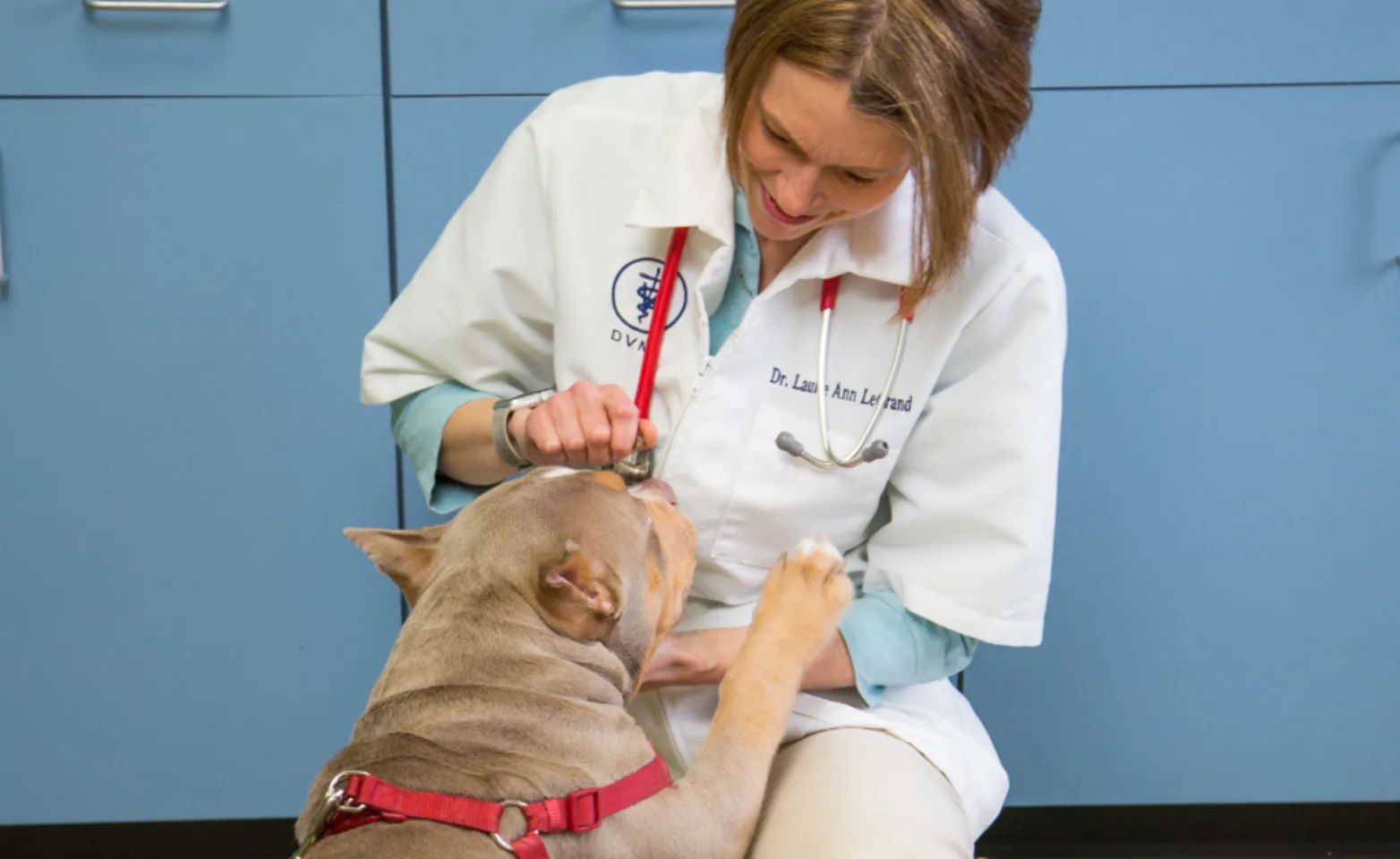 Doctor kneeling down to care for a dog